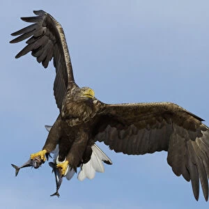 White-tailed eagle (Haliaeetus albicilla) with two fish in talons, Norway, October