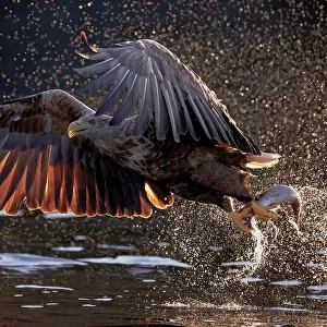 White-tailed eagle (Haliaeetus albicilla) taking off with fish prey, Norway, August