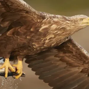 White-tailed eagle (Haliaeetus albicilla) with fish in talons. Norway. August White-tailed eagle (Haliaeetus albicilla) with fish in talons. Norway. August