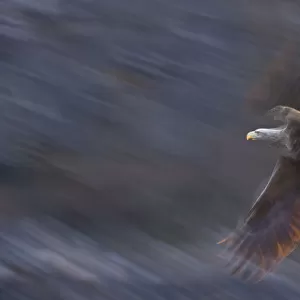 White-tailed eagle (Haliaeetus albicilla) in flight, Norway, April