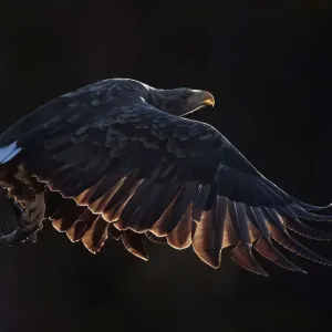 White-tailed eagle (Haliaeetus albicilla) in flight with fish in talons. Norway. October White-tailed eagle (Haliaeetus albicilla) in flight with fish in talons. Norway. October