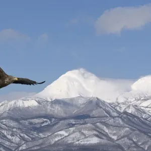 White-tailed Eagle (Haliaeetus albicilla) in flight with mountains in background White-tailed Eagle (Haliaeetus albicilla) in flight with mountains in background