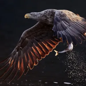 Águila calva (Haliaeetus albicilla) volando sobre el agua con peces en garras. Noruega. Águila calva (Haliaeetus albicilla) volando sobre el agua con peces en garras. Noruega.
