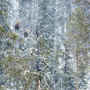 L'aigle royal à queue blanche (Haliaeetus albicilla) mâle et femelle perchés sur un arbre dans la neige. L'aigle royal à queue blanche (Haliaeetus albicilla) mâle et femelle perchés sur un arbre dans la neige.