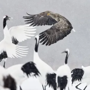 White tailed eagle (Haliaeetus albicilla) and Red-crowned cranes (Grus japonicus)