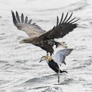 White-tailed sea eagle (Haliaeetus albicilla) flying over water with male Common eider