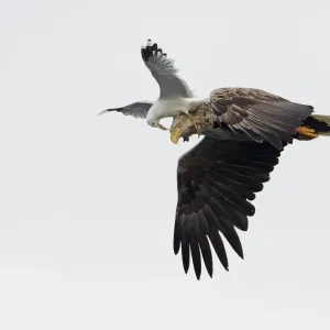 White-tailed Sea Eagle Print: A Common Gull in mid-air attack White-tailed Sea Eagle Print: A Common Gull in mid-air attack