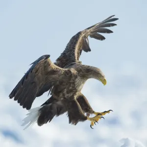 White tailed sea eagle (Haliaeetus albicilla) in flight landing, Hokkaido, Japan White tailed sea eagle (Haliaeetus albicilla) in flight landing, Hokkaido, Japan