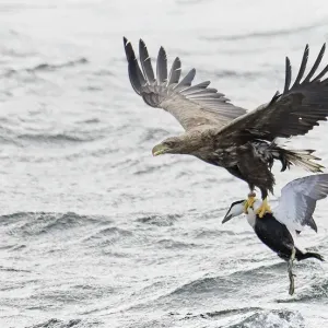 Águila marina de cola blanca (Haliaeetus albicilla) volando sobre el agua con un macho de ánade común. Águila marina de cola blanca (Haliaeetus albicilla) volando sobre el agua con un macho de ánade común.
