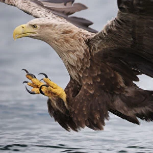 White-tailed sea eagle (Haliaetus albicilla) about to take fish from water, Flatanger