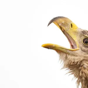 White tailed sea eagle (Halieetus albicilla) head portrait beak open calling, Lake Csaj