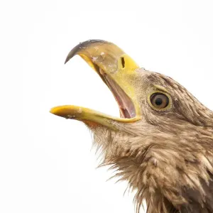 White-tailed Sea Eagle Print, Lake Csaj Portrait White-tailed Sea Eagle Print, Lake Csaj Portrait
