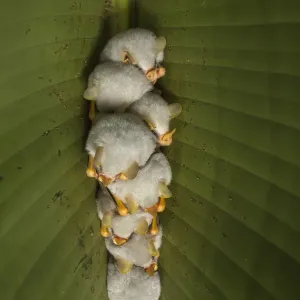 Tenda bianca che costruisce pipistrello (Ectophylla alba) in riposo in un albero, La stazione di campo di La Selva. Tenda bianca che costruisce pipistrello (Ectophylla alba) in riposo in un albero, La stazione di campo di La Selva.