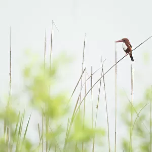 White throated kingfisher (Halcyon smyrnensis) perched on a reed, Sunderban tiger reserve, West Bengal, India