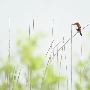 White throated kingfisher (Halcyon smyrnensis) perched on a reed, Sunderban tiger reserve, West Bengal, India White throated kingfisher (Halcyon smyrnensis) perched on a reed, Sunderban tiger reserve, West Bengal, India