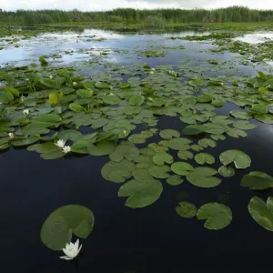 White water lilies (Nymphaea alba) on surface of Danube delta rewilding area, Romania