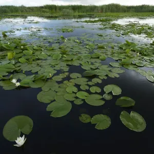 White Water Lilies Print, Danube Delta Rewilding Area White Water Lilies Print, Danube Delta Rewilding Area
