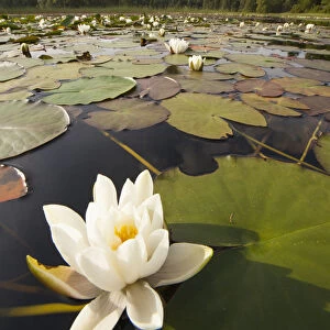 White Water Lily (Nymphaea alba) in flower, Cairngorms National Park, Scotland, UK