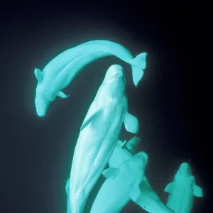 White whales (Beluga) underwater Arctic