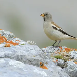 White-winged snowfinch (Montifringilla nivalis), Picos de Europa, Northern Spain. August White-winged snowfinch (Montifringilla nivalis), Picos de Europa, Northern Spain. August