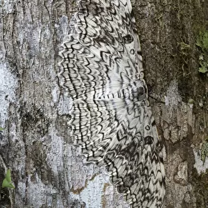 White witch moth (Thysania agrippina) camouflaged against bark of tree. Manu Biosphere Reserve