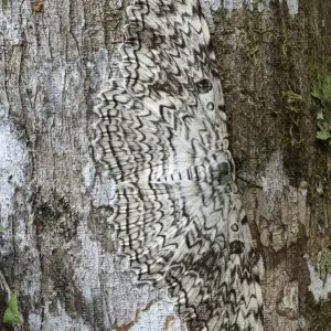 White Witch Moth Print - Camouflaged Tree Bark White Witch Moth Print - Camouflaged Tree Bark