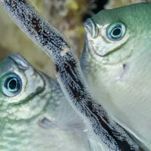 Whitebelly damselfish (Amblyglyphidodon leucogaster) male and female laying egg Whitebelly damselfish (Amblyglyphidodon leucogaster) male and female laying egg