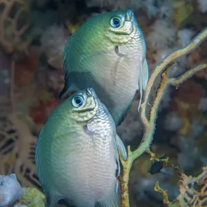 Le damselfish à ventre blanc (Amblyglyphidodon leucogaster) en couple se reproduit / pond des œufs sur un fan de mer. Le damselfish à ventre blanc (Amblyglyphidodon leucogaster) en couple se reproduit / pond des œufs sur un fan de mer.