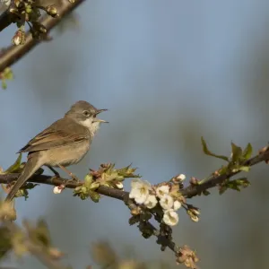 Whitethroat (Sylvia communis) male, singing, Sheffield, England, UK, April Whitethroat (Sylvia communis) male, singing, Sheffield, England, UK, April