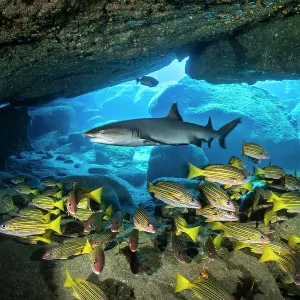 Whitetip reef shark (Triaenodon obesus) cruising over a school of Blue and gold snappers (Lutjanus viridis) in a cavern, San Benedicto Island, Revillagigedo Islands, Mexico, Pacific Ocean Whitetip reef shark (Triaenodon obesus) cruising over a school of Blue and gold snappers (Lutjanus viridis) in a cavern, San Benedicto Island, Revillagigedo Islands, Mexico, Pacific Ocean