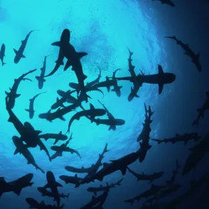 Whitetip reef sharks (Triaenodon obesus) pack silhouetted following scent trail in water column