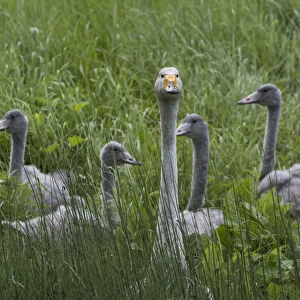 Whooper swan (Cygnus cygnus), adult with young ones, Finland, August