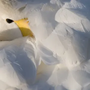 Whooper Swan Print with Beak in Feathers, The Netherlands Whooper Swan Print with Beak in Feathers, The Netherlands