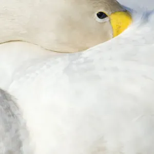 Whooper Swan (Cygnus cygnus) with its beak tucked under its wing. The Netherlands, June Whooper Swan (Cygnus cygnus) with its beak tucked under its wing. The Netherlands, June