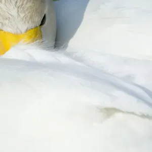 Whooper Swan (Cygnus cygnus) with its beak tucked under its wing. The Netherlands, June Whooper Swan (Cygnus cygnus) with its beak tucked under its wing. The Netherlands, June