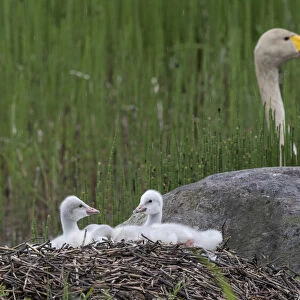 Whooper swan (Cygnus cygnus) chicks on nest, female in background. Jyvaskyla, Finland