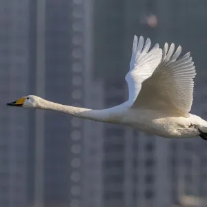 Whooper swan in flight print, Sanmenxia, Henan province Whooper swan in flight print, Sanmenxia, Henan province