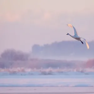 Whooper swan (Cygnus cygnus) in flight over frozen lake at dusk, Lancashire, UK December Whooper swan (Cygnus cygnus) in flight over frozen lake at dusk, Lancashire, UK December