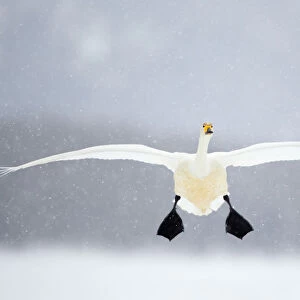 Whooper swan (Cygnus cygnus) in flight in snowfall, Lake Kussharo, Japan, February