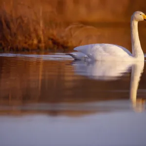 Whooper Swan Print - Male on Moorland Loch Whooper Swan Print - Male on Moorland Loch