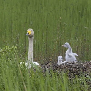 Whooper swan (Cygnus cygnus), at nest with cygnets, Finland, June
