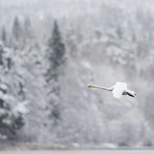 Whooper swan (Cygnus cygnus) pair in flight in snowy landscape, Finland, November
