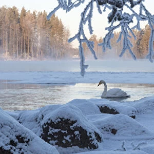 Whooper swan (Cygnus cygnus) on river in winter, Finland, January