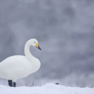 Whooper Swan (Cygnus cygnus) on snow, Caerlaverock WWT, Scotland, Solway, UK, January Whooper Swan (Cygnus cygnus) on snow, Caerlaverock WWT, Scotland, Solway, UK, January