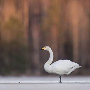 Whooper swan (Cygnus cygnus) in snow. Jyvaskyla, Central Finland. March