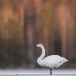 Cisne chileno (Cygnus cygnus) en la nieve. Jyvaskyla, Finlandia central. Marzo Cisne chileno (Cygnus cygnus) en la nieve. Jyvaskyla, Finlandia central. Marzo