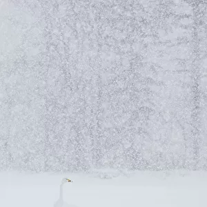 Whooper swan (Cygnus cygnus) standing alone in snow storm, Hokkaido Japan February