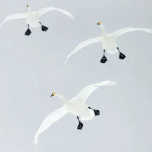 Whooper swans (Cygnus cygnus) three coming into land, Hokkaido, Japan, February