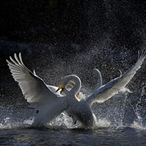 Whooper swans (Cygnus cygnus) fighting, Finland, April