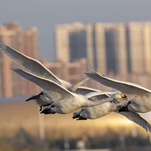 Whooper swans (Cygnus cygnus) in flight with cityscape behind, Sanmenxia, Henan province